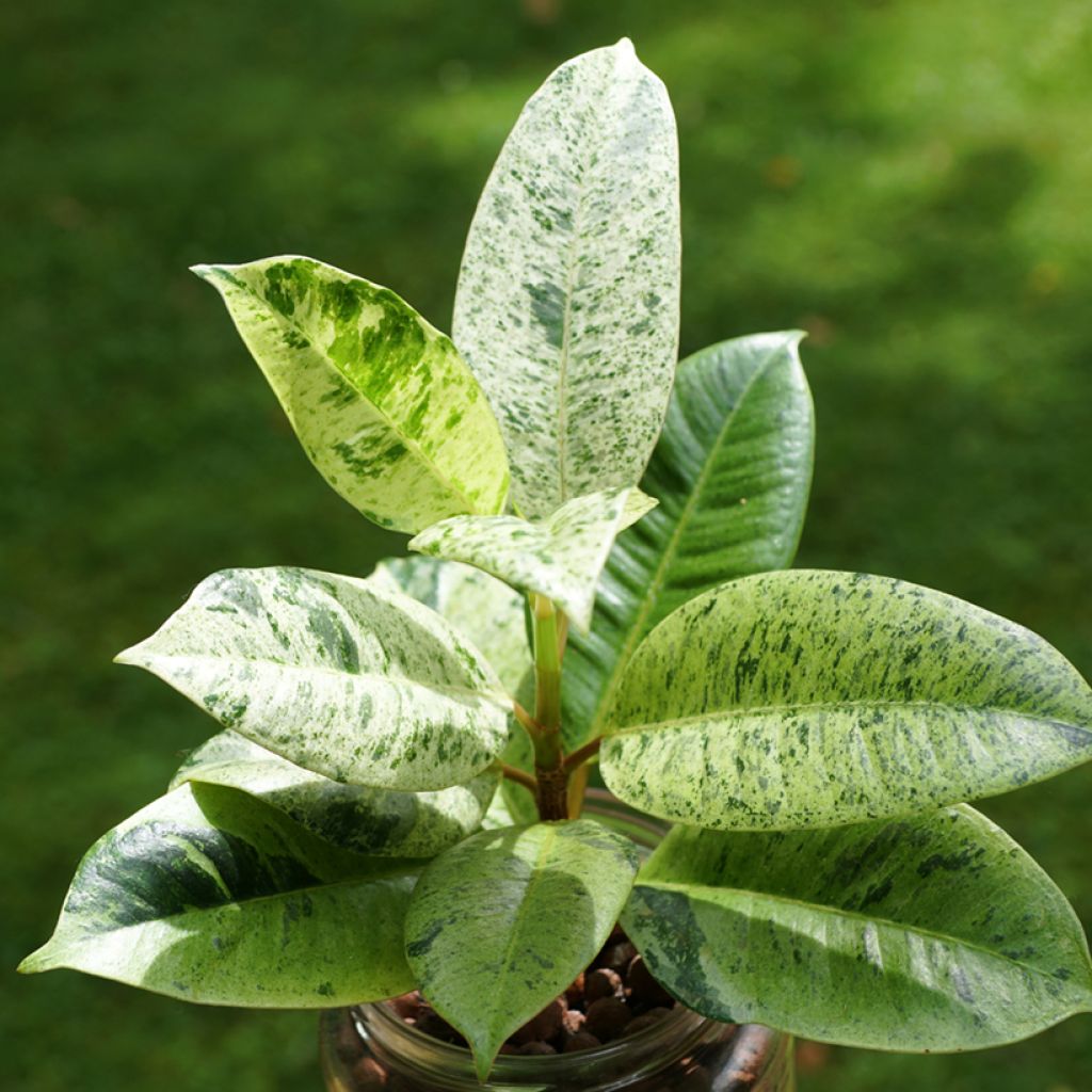 Ficus elastica Shivereana - Rubberplant