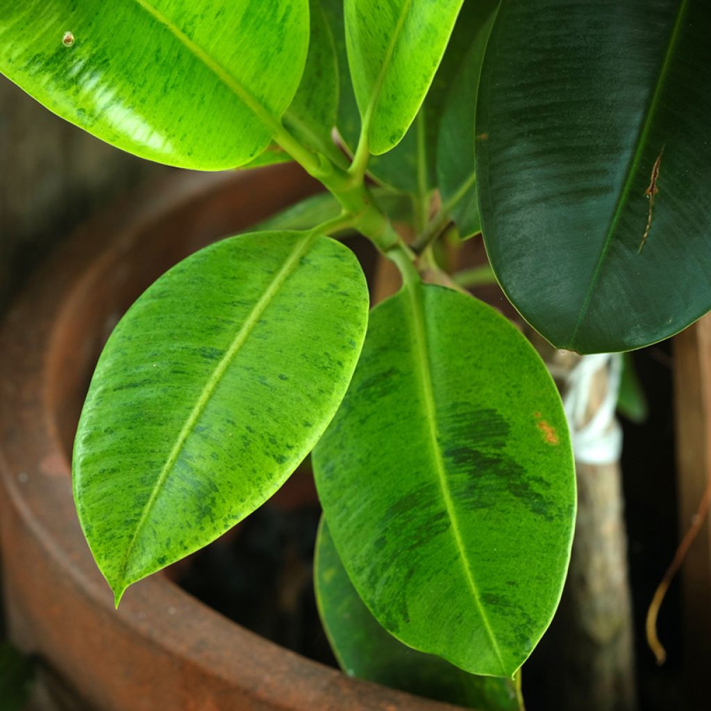 Ficus elastica Shivereana - Rubberplant