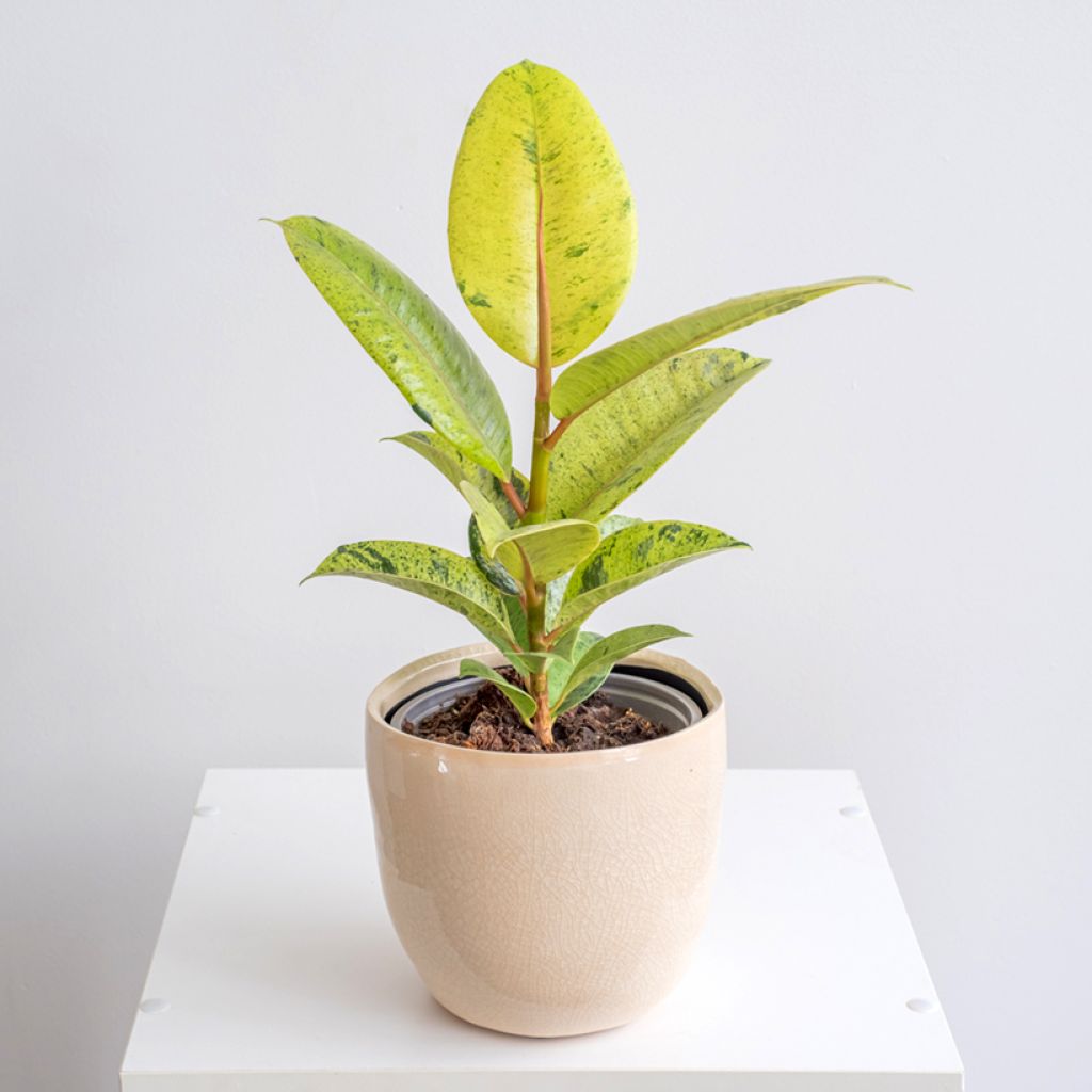 Ficus elastica Shivereana - Rubberplant