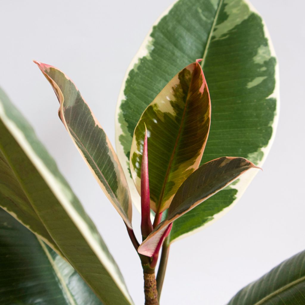 Ficus elastica Tineke - Rubberplant