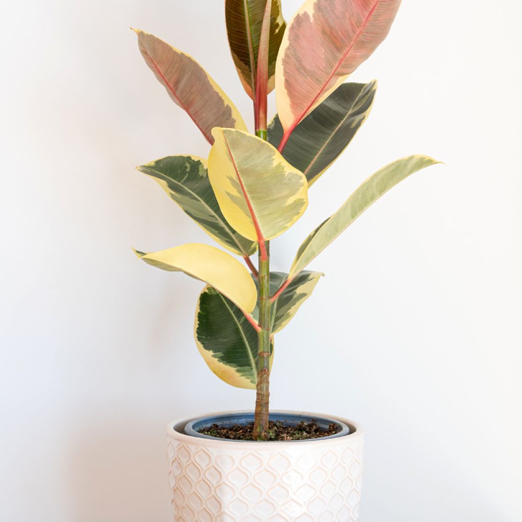 Ficus elastica Tineke - Rubberplant