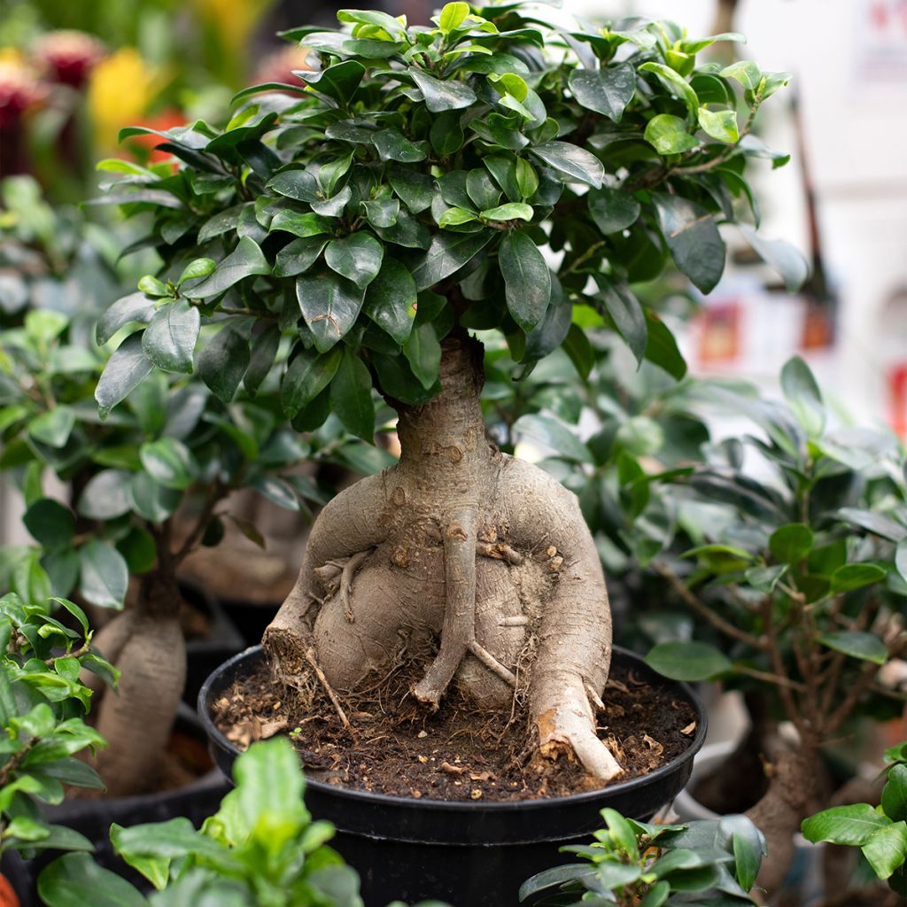 Ficus ginseng bonsai