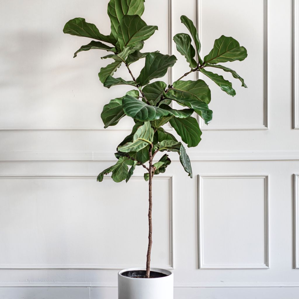 Ficus lyrata - Vioolbladplant