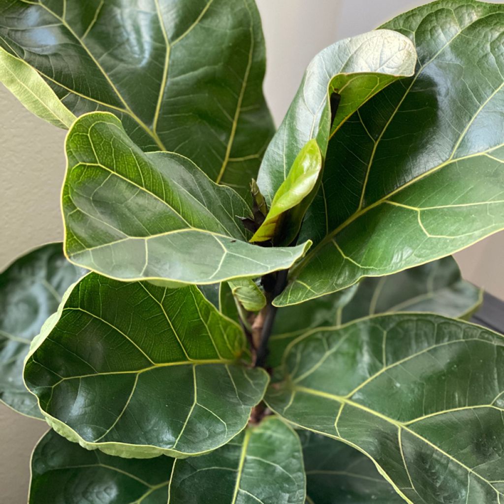 Ficus lyrata - Vioolbladplant