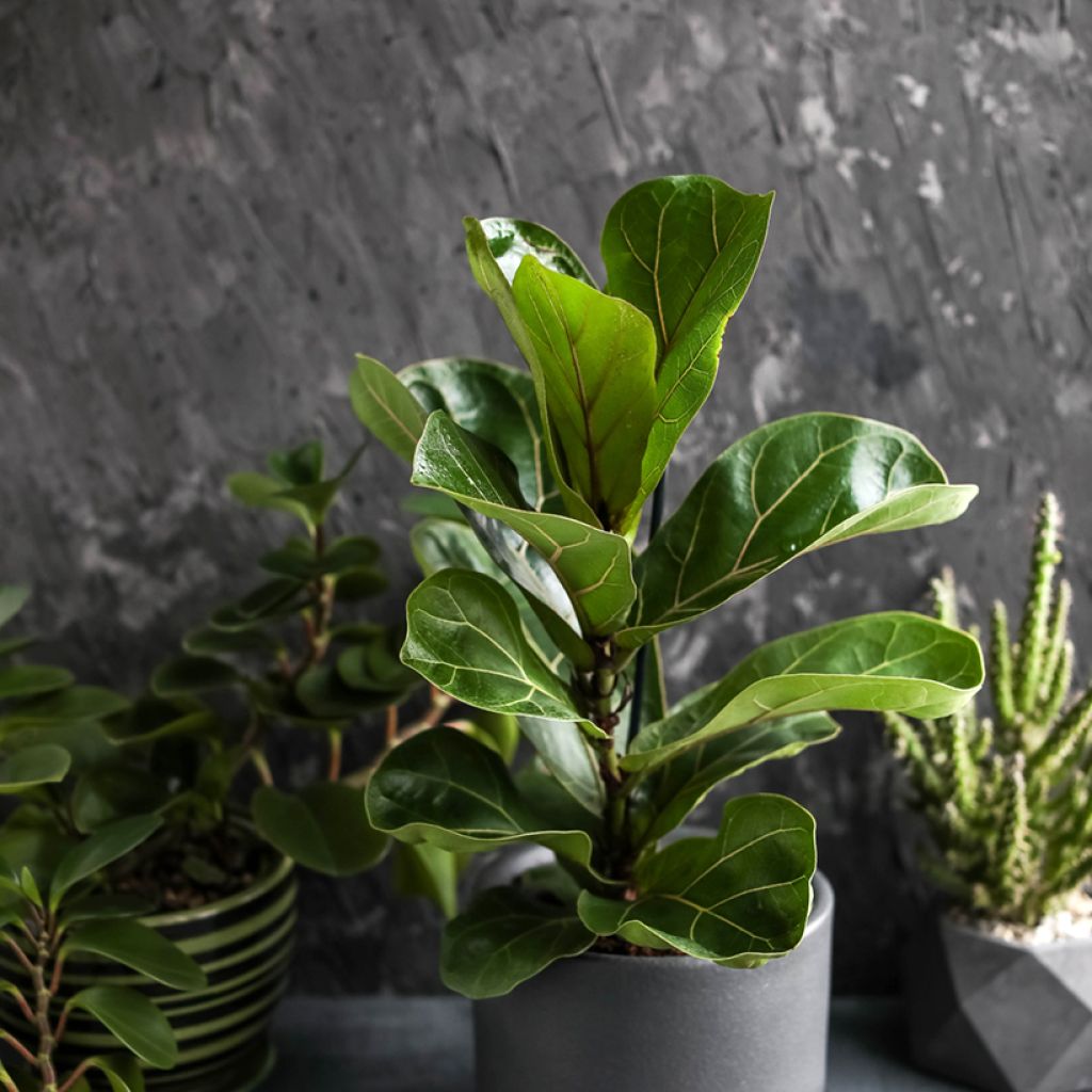 Ficus lyrata - Vioolbladplant