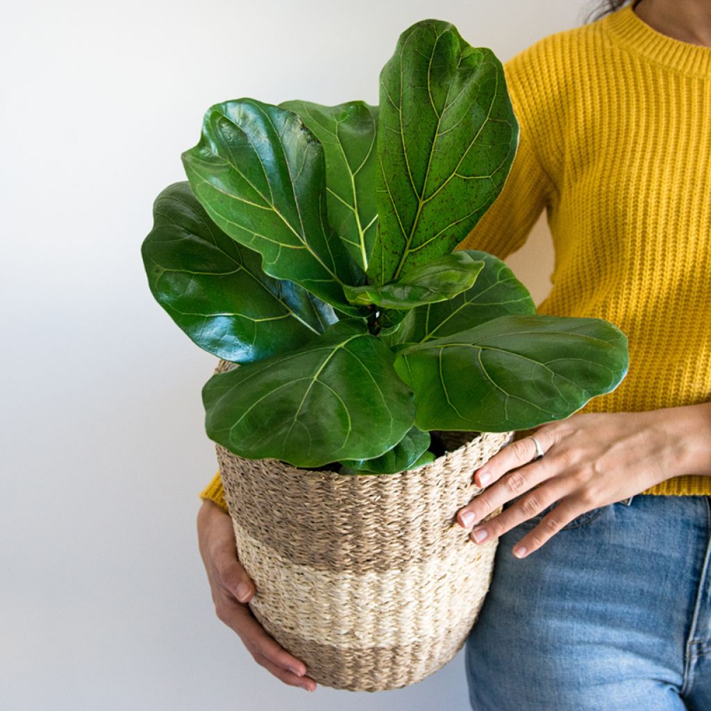 Ficus lyrata - Vioolbladplant