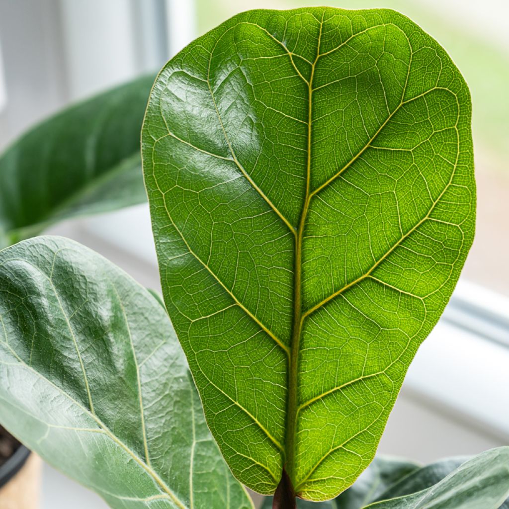 Ficus lyrata - Vioolbladplant