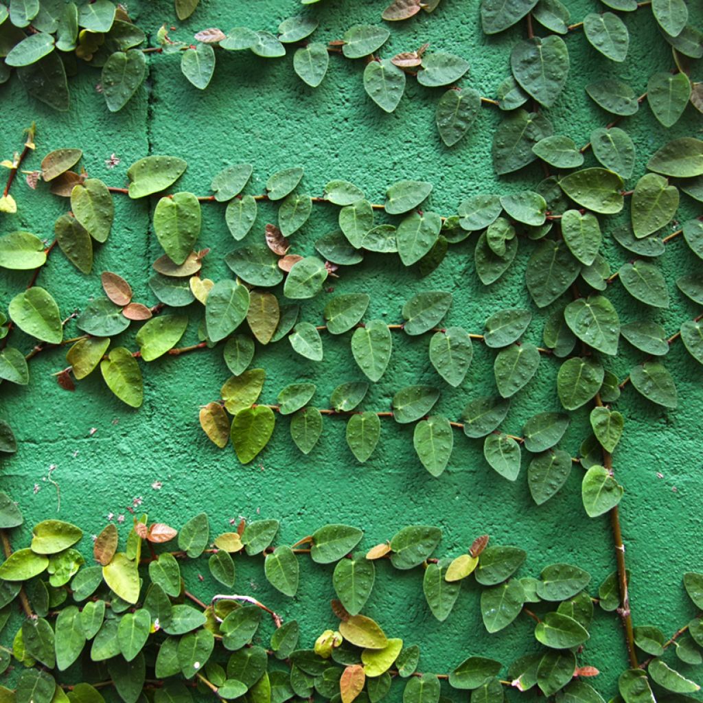 Ficus pumila Arina - Klimvijg