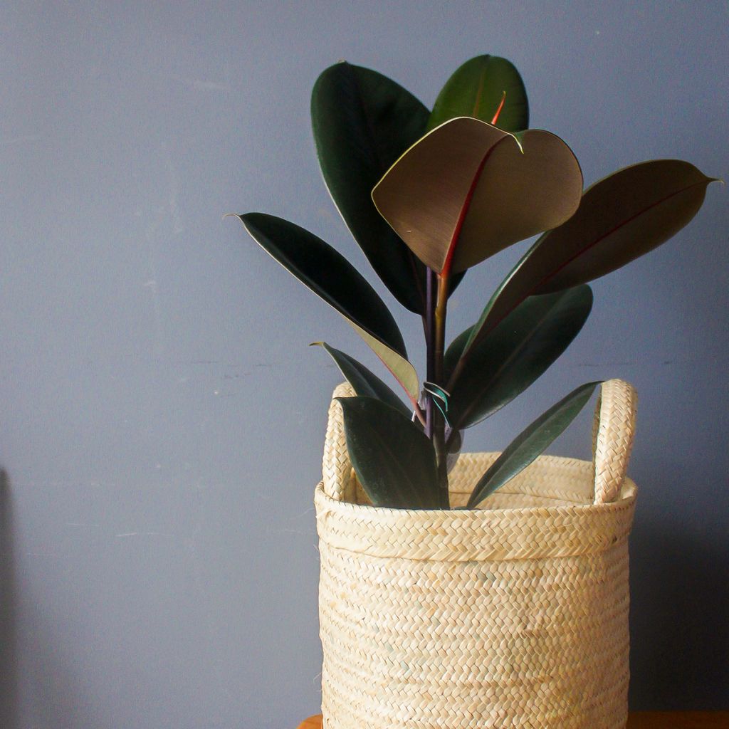 Ficus Burgundy - Rubberplant