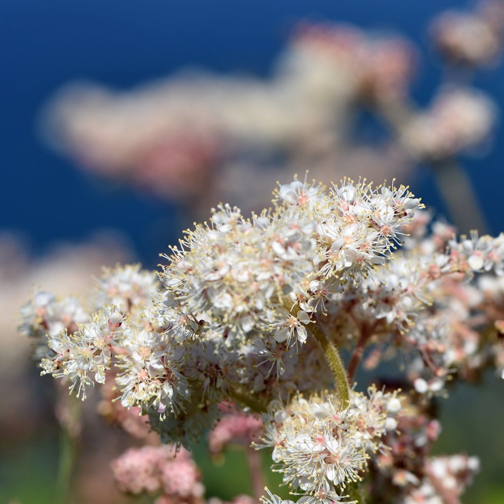 Filipendula camtschatica - Moerasspirea