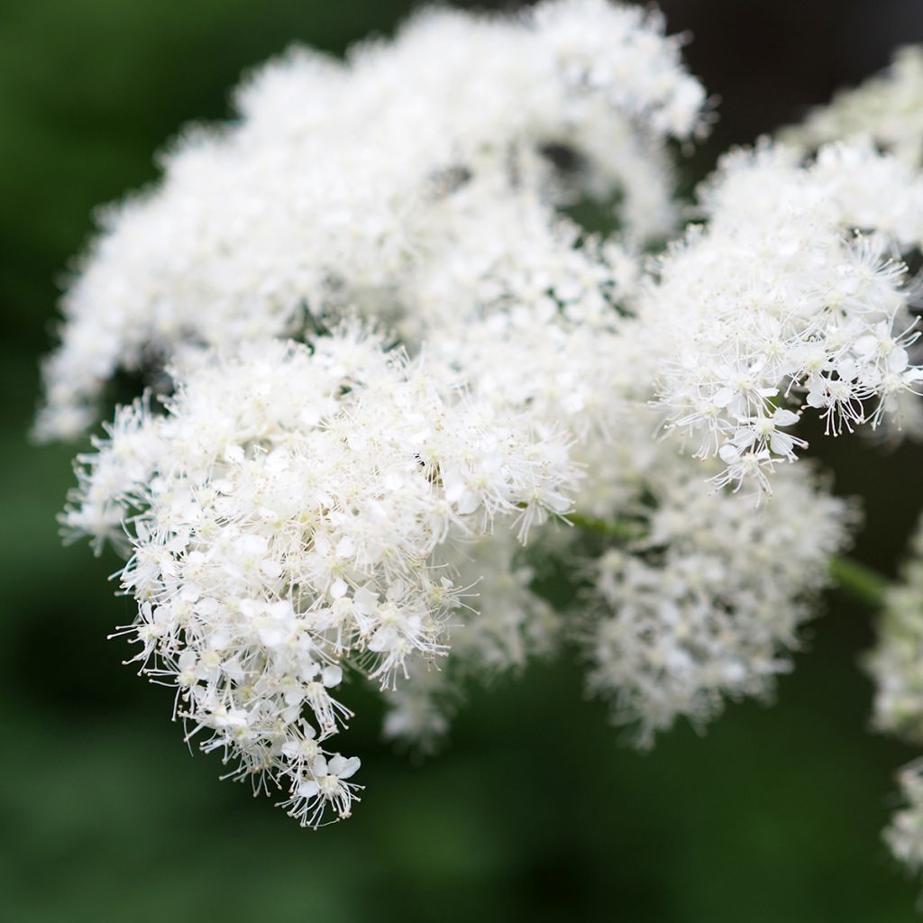 Filipendula camtschatica - Moerasspirea