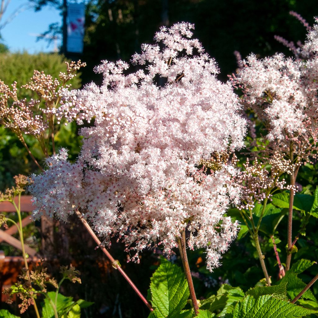 Filipendula palmata - Moerasspirea