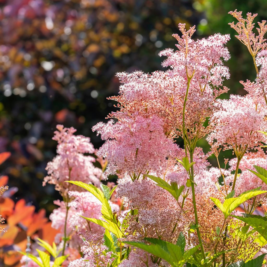 Filipendula rubra Venusta - Moerasspirea