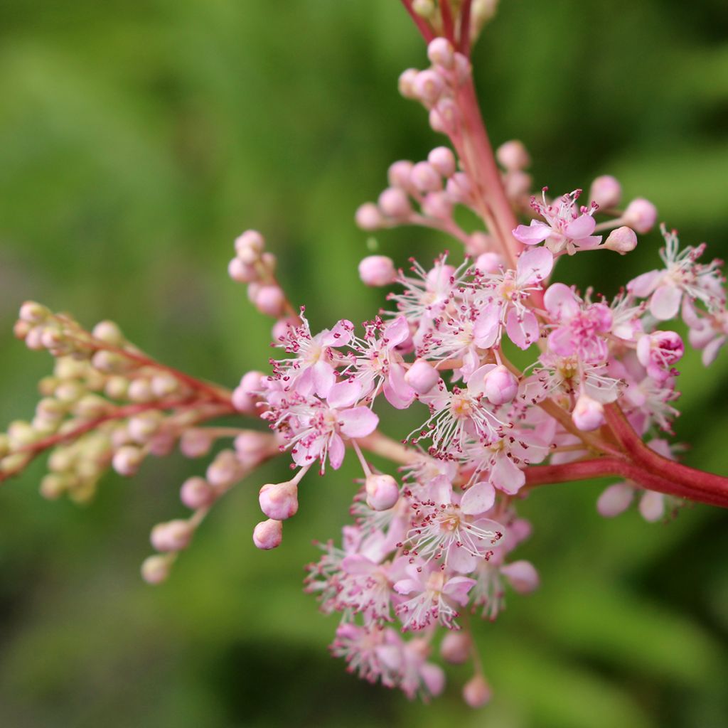 Filipendula rubra Venusta - Moerasspirea