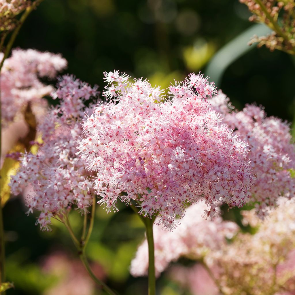 Filipendula rubra Venusta - Moerasspirea
