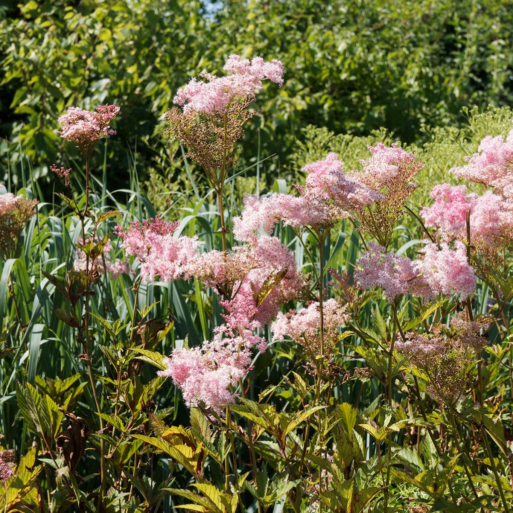 Filipendula rubra Venusta - Moerasspirea
