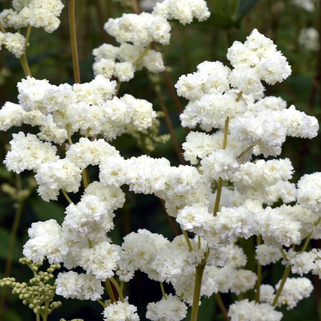 Filipendula ulmaria Plena - Moerasspirea