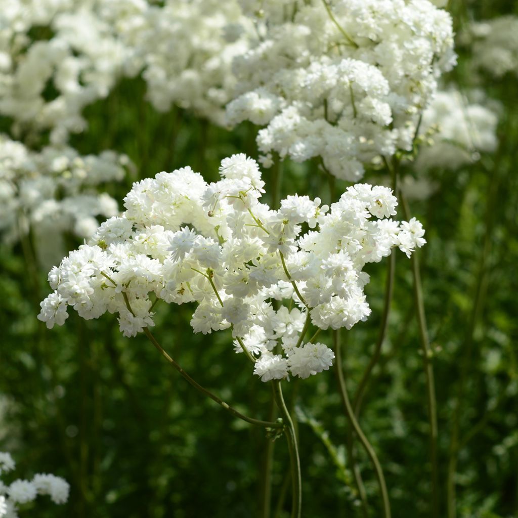 Filipendula ulmaria Plena - Moerasspirea