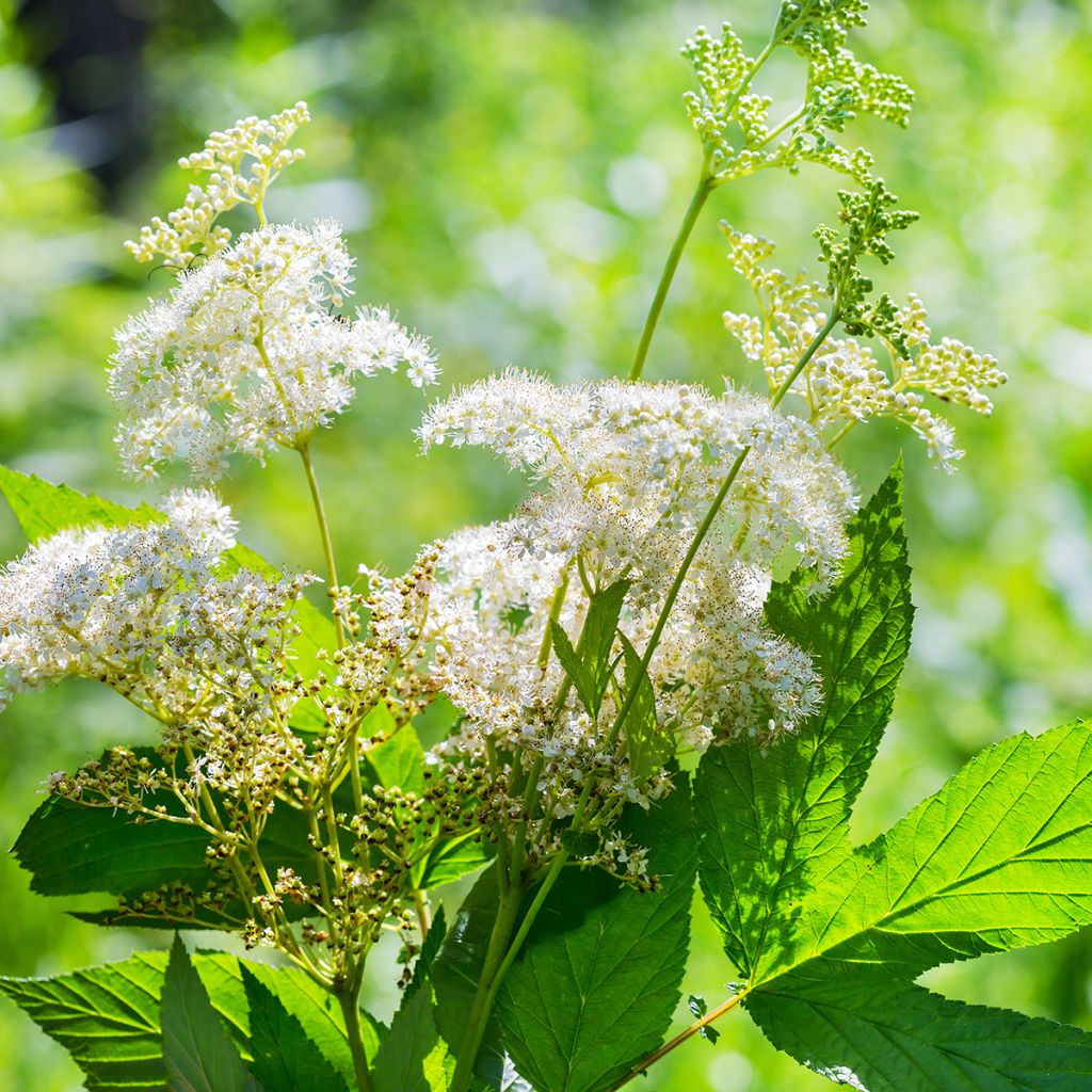 Filipendula ulmaria - Moerasspirea