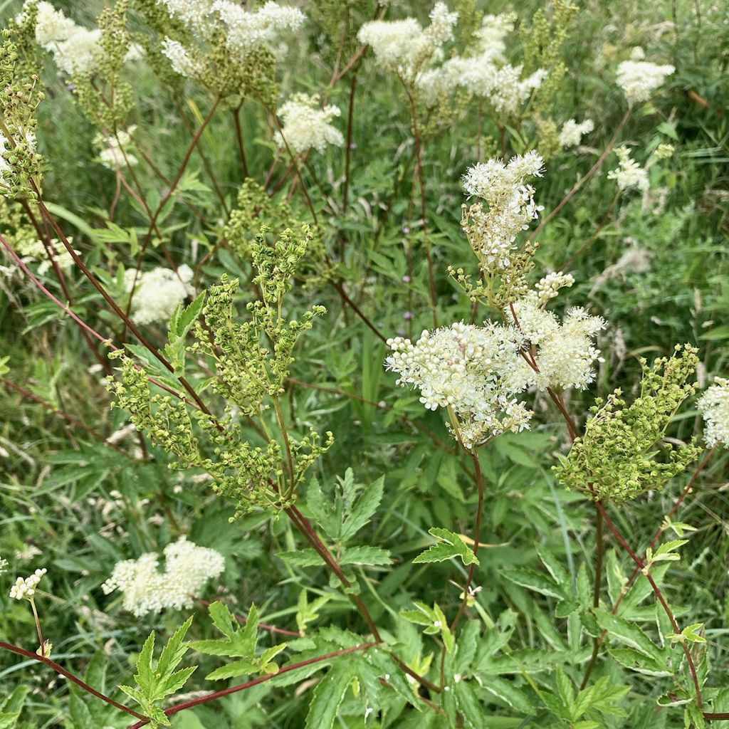 Filipendula ulmaria - Moerasspirea
