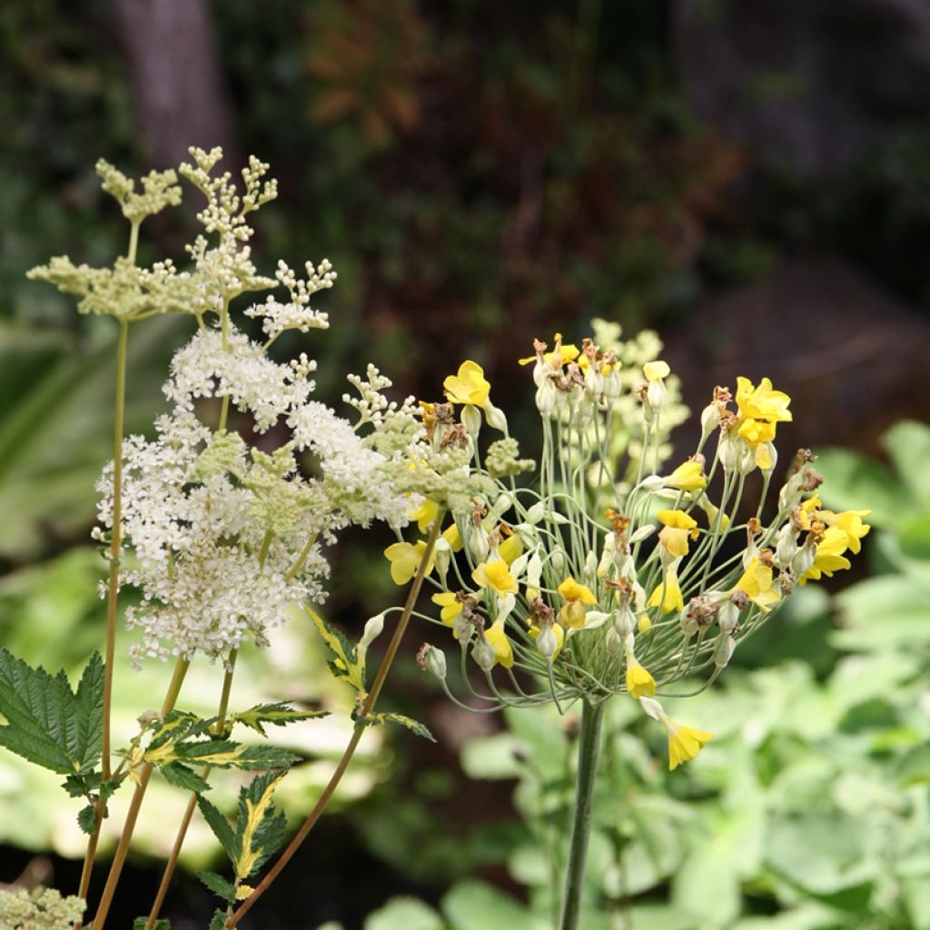 Filipendula ulmaria - Moerasspirea