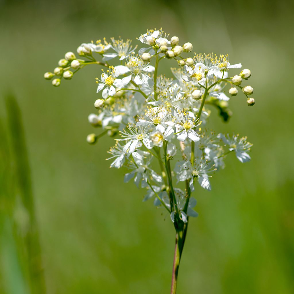 Filipendula vulgaris - Knolspirea