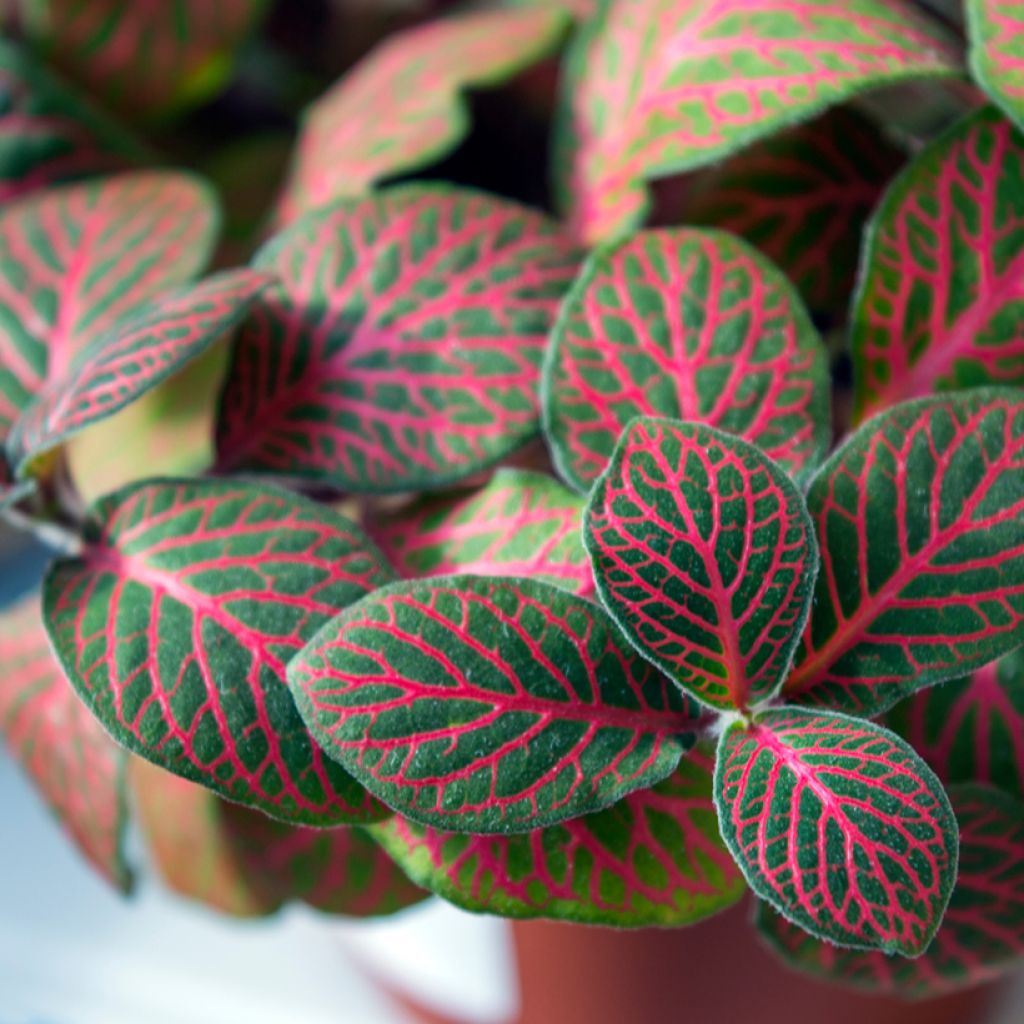 Fittonia Joly Josan Rood - Mozaïekplant