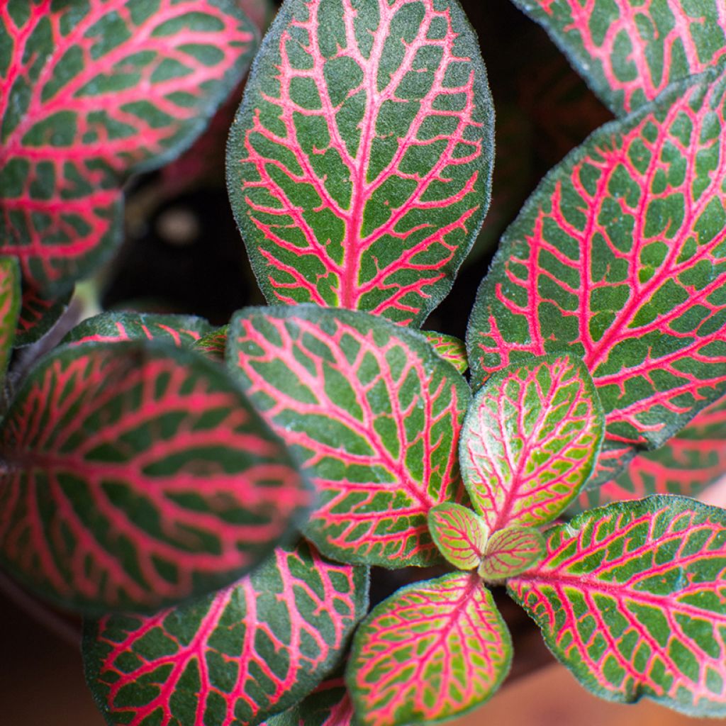 Fittonia Joly Josan Rood - Mozaïekplant