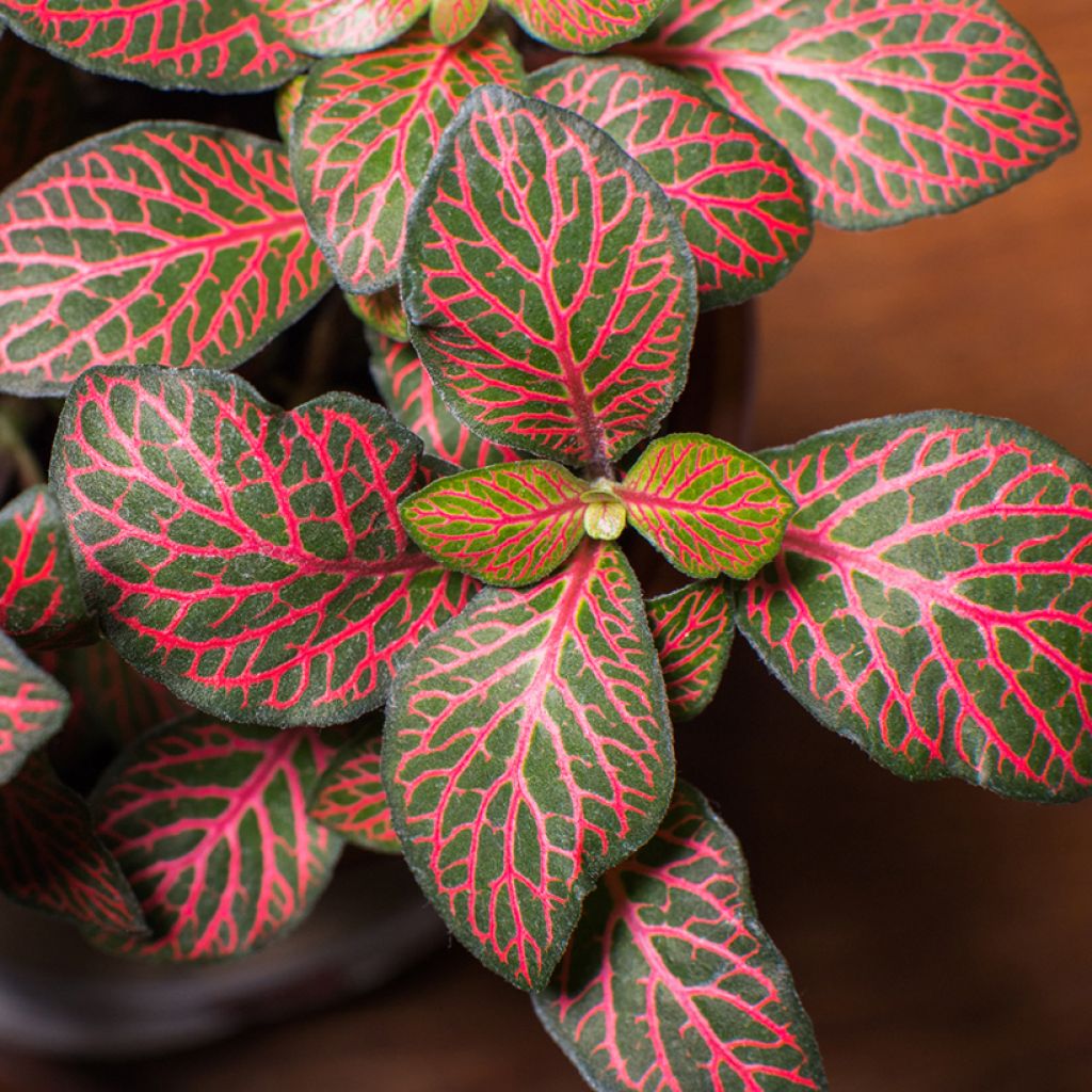 Fittonia Joly Josan Rood - Mozaïekplant