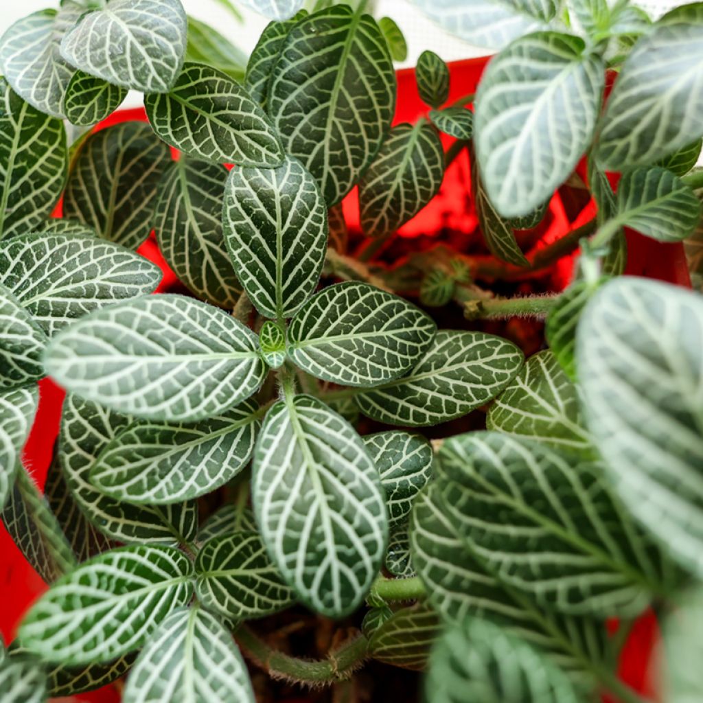 Fittonia Mini Wit - Mozaïekplant
