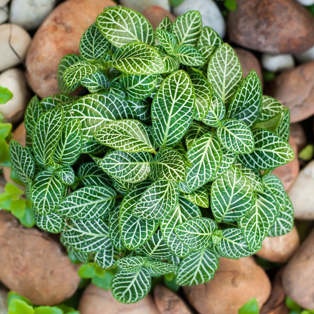 Fittonia Mini Wit - Mozaïekplant