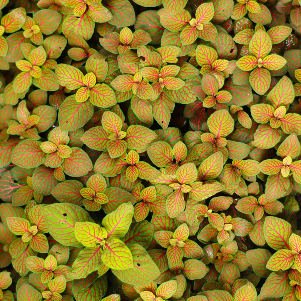 Fittonia Skeleton - Mozaïekplant