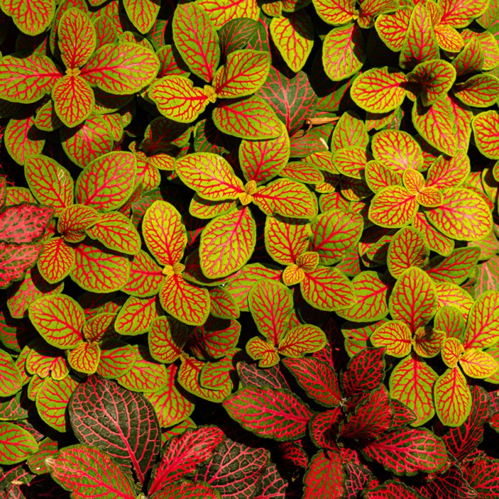 Fittonia Skeleton - Mozaïekplant