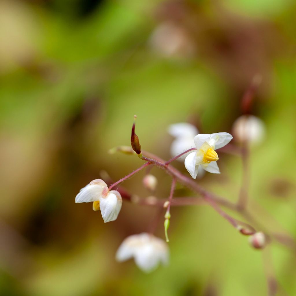 Epimedium pubigerum - Elfenbloem