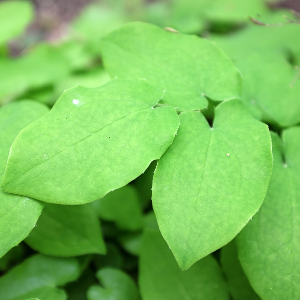 Epimedium pubigerum - Elfenbloem