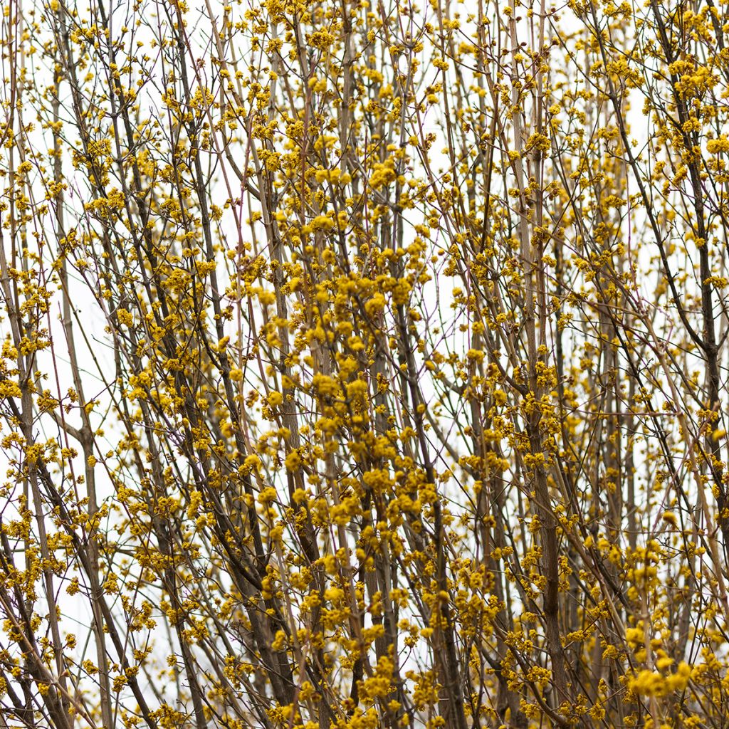 Forsythia Marée d'Or - Chinees klokje