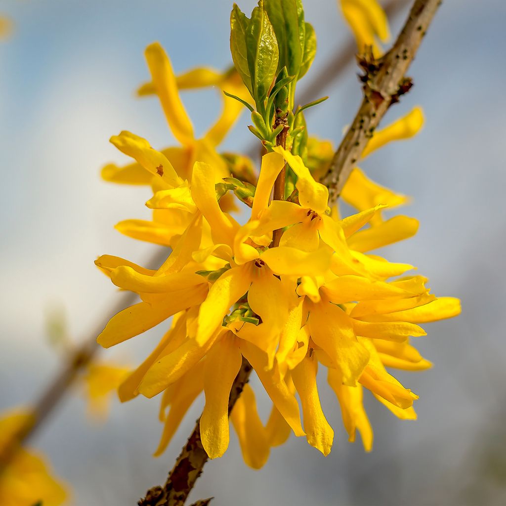 Forsythia Marée d'Or - Chinees klokje