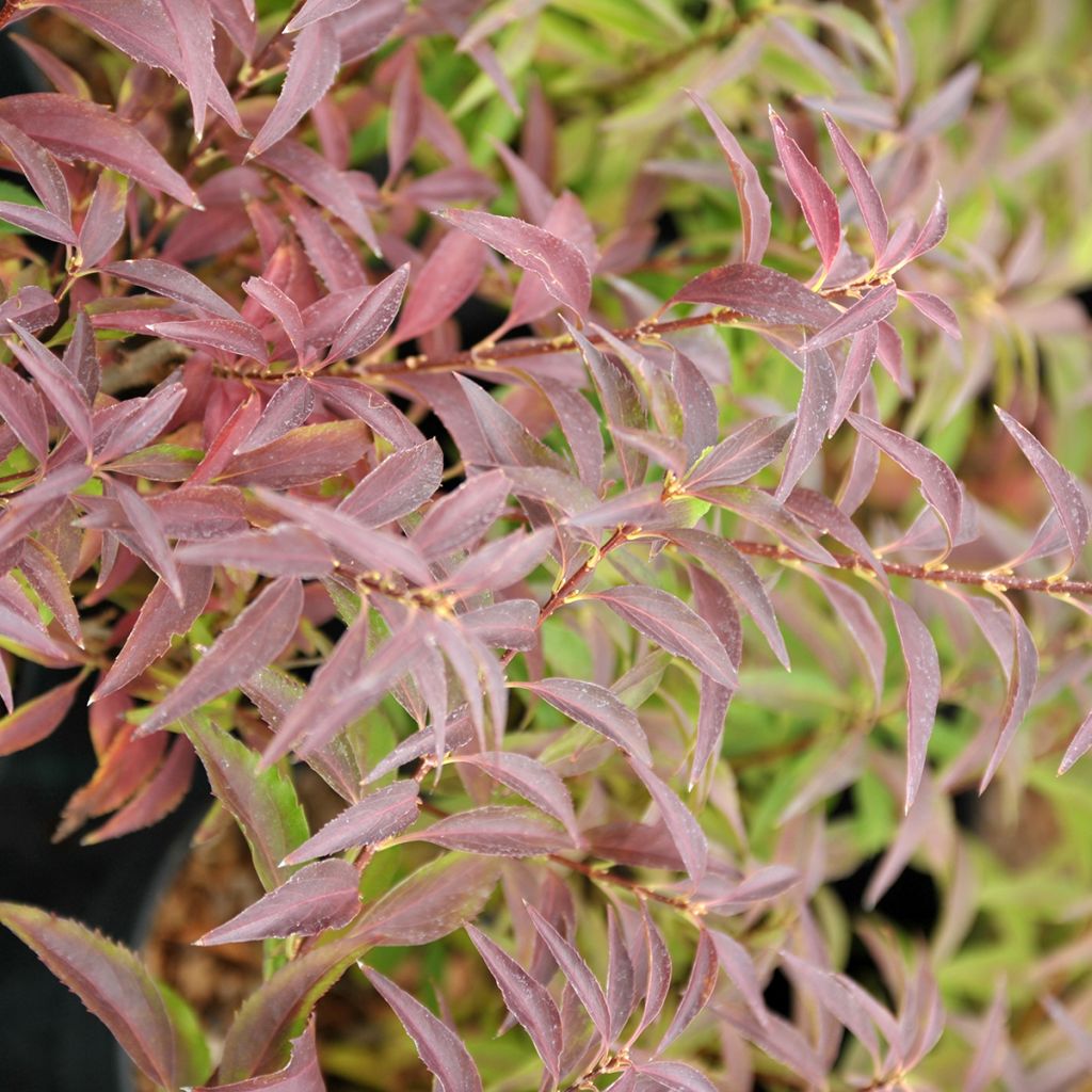 Forsythia Mêlée d'Or - Chinees klokje