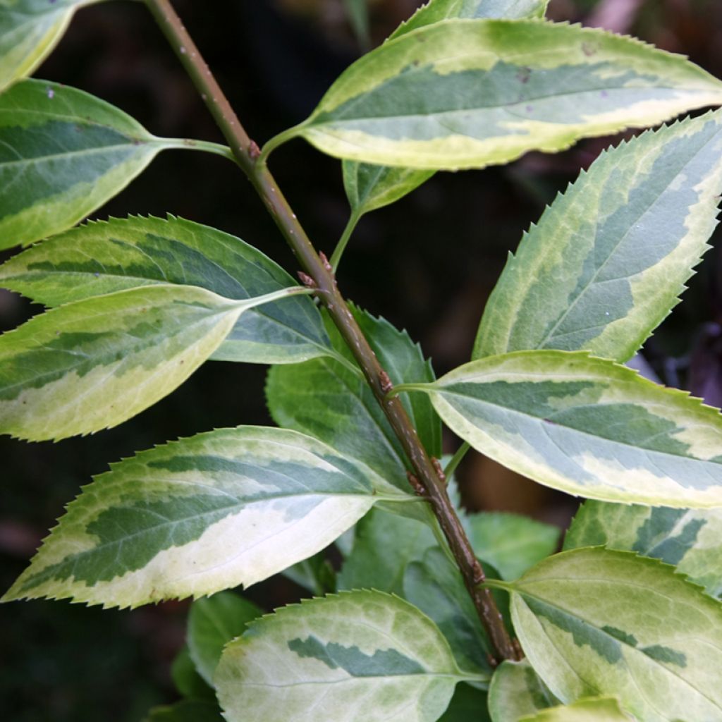 Forsythia intermedia Golden Times - Chinees klokje