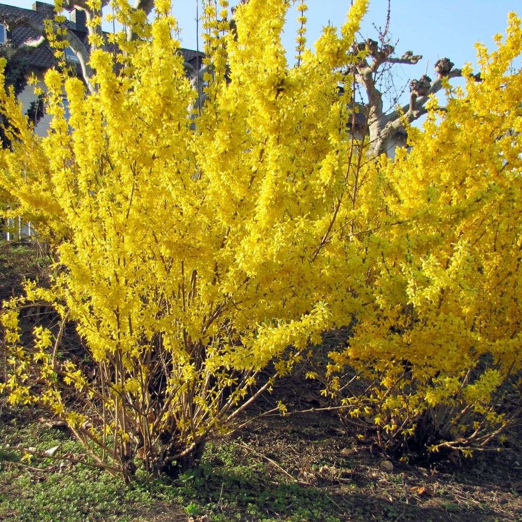 Forsythia Spectabilis - Chinees klokje