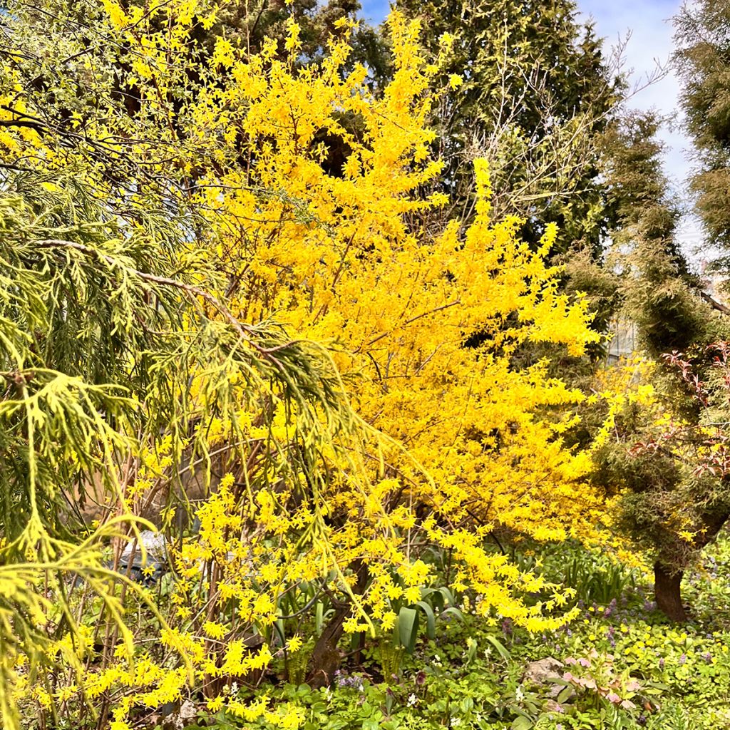 Forsythia Spectabilis - Chinees klokje