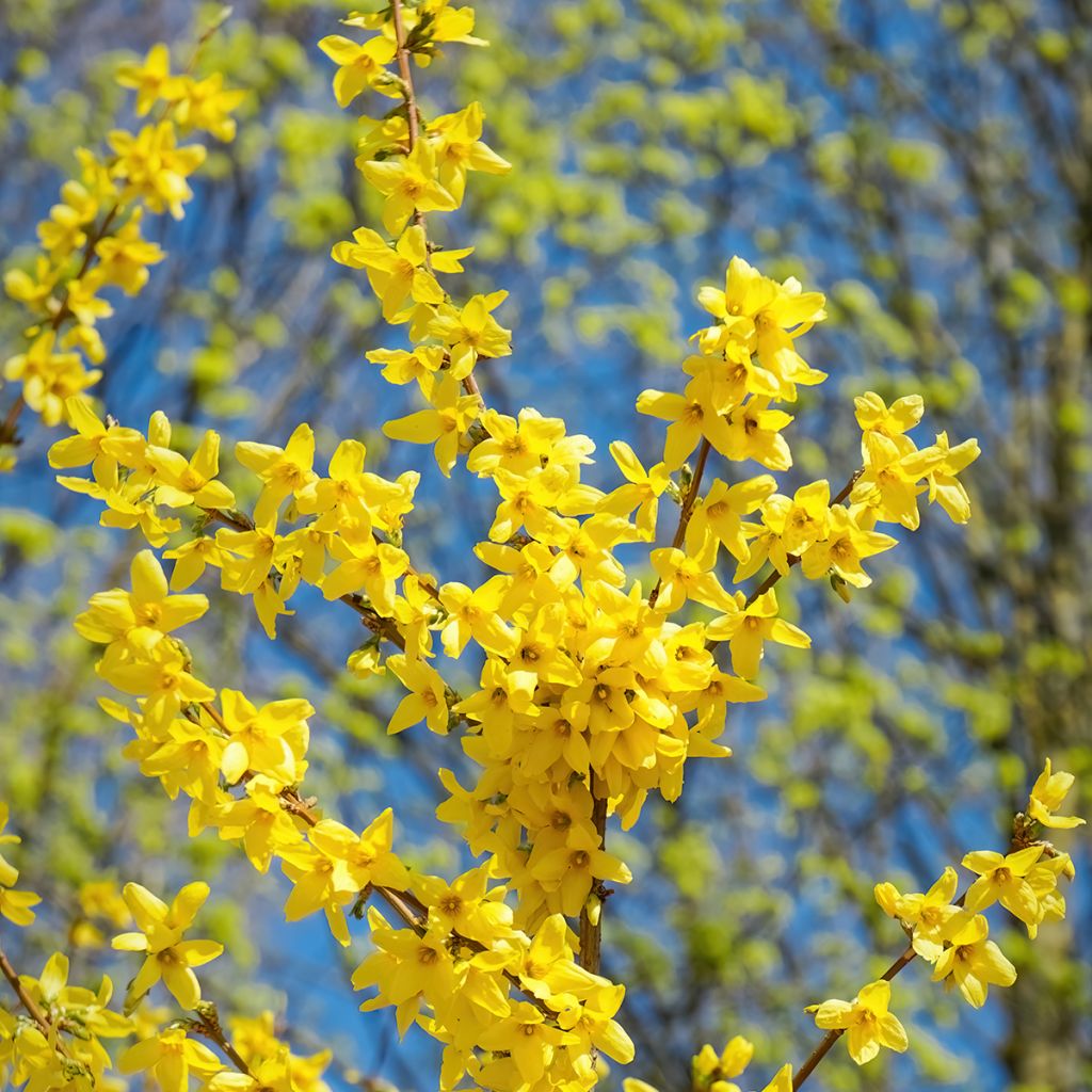 Forsythia Spectabilis - Chinees klokje