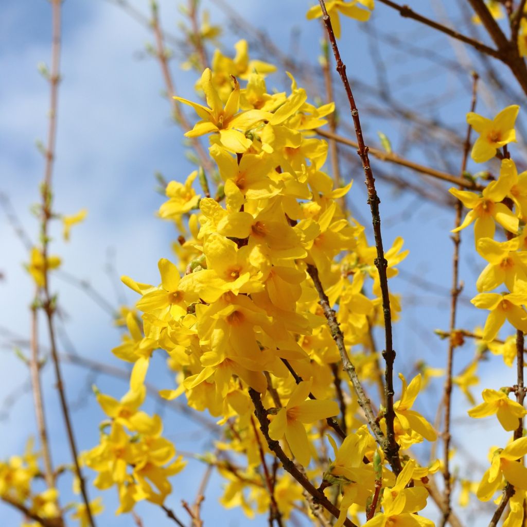 Forsythia intermedia - Chinees klokje