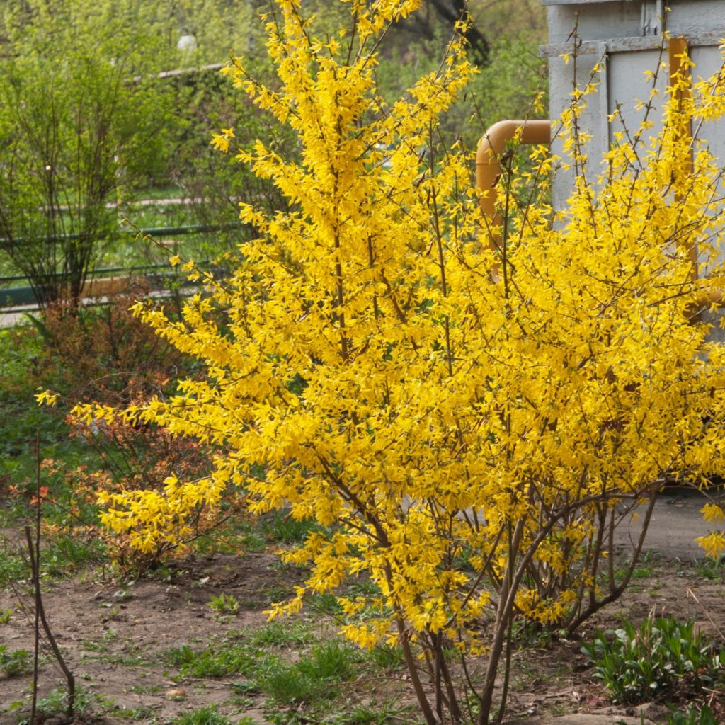 Forsythia intermedia - Chinees klokje