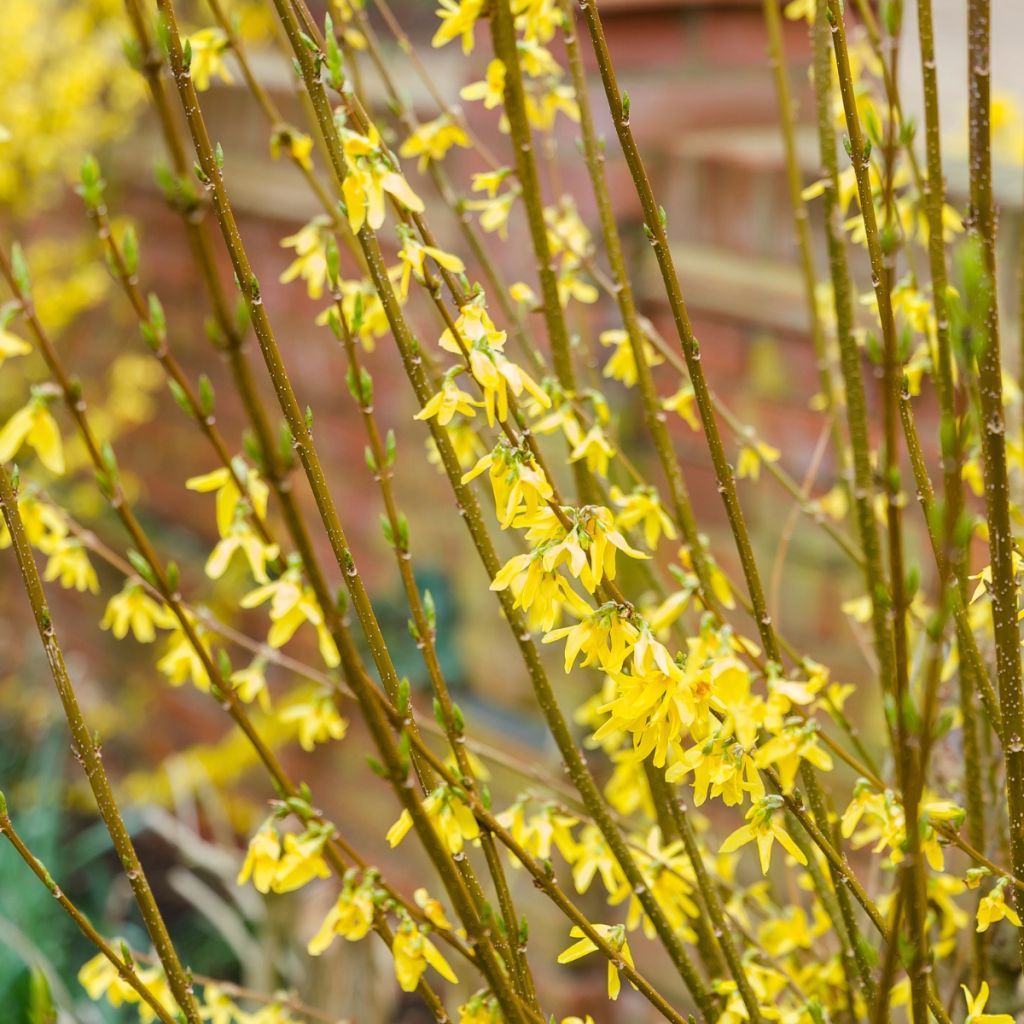 Forsythia intermedia - Chinees klokje