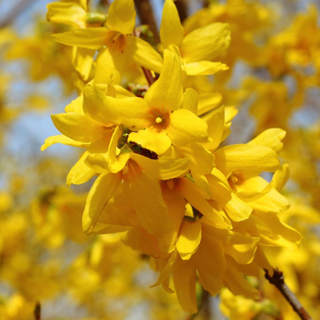 Forsythia intermedia - Chinees klokje
