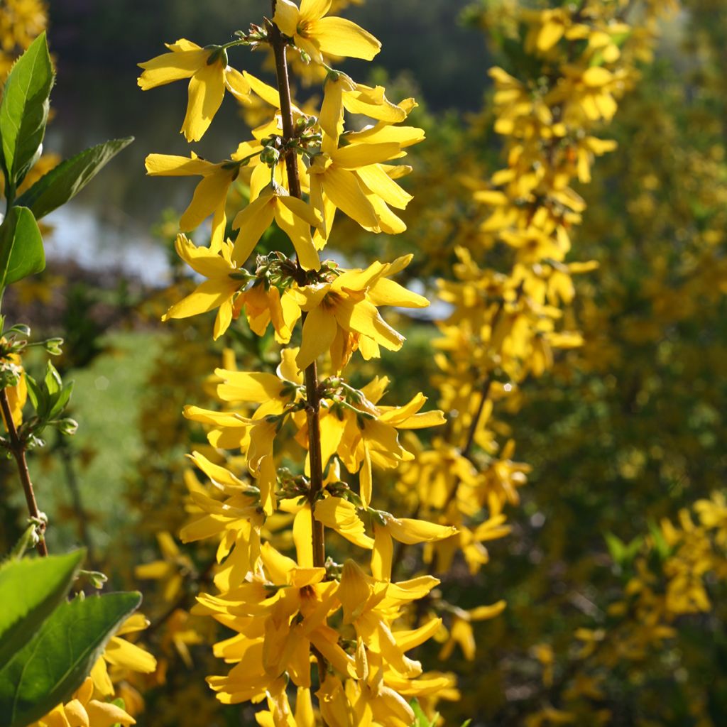 Forsythia koreana Flying Machine - Chinees klokje