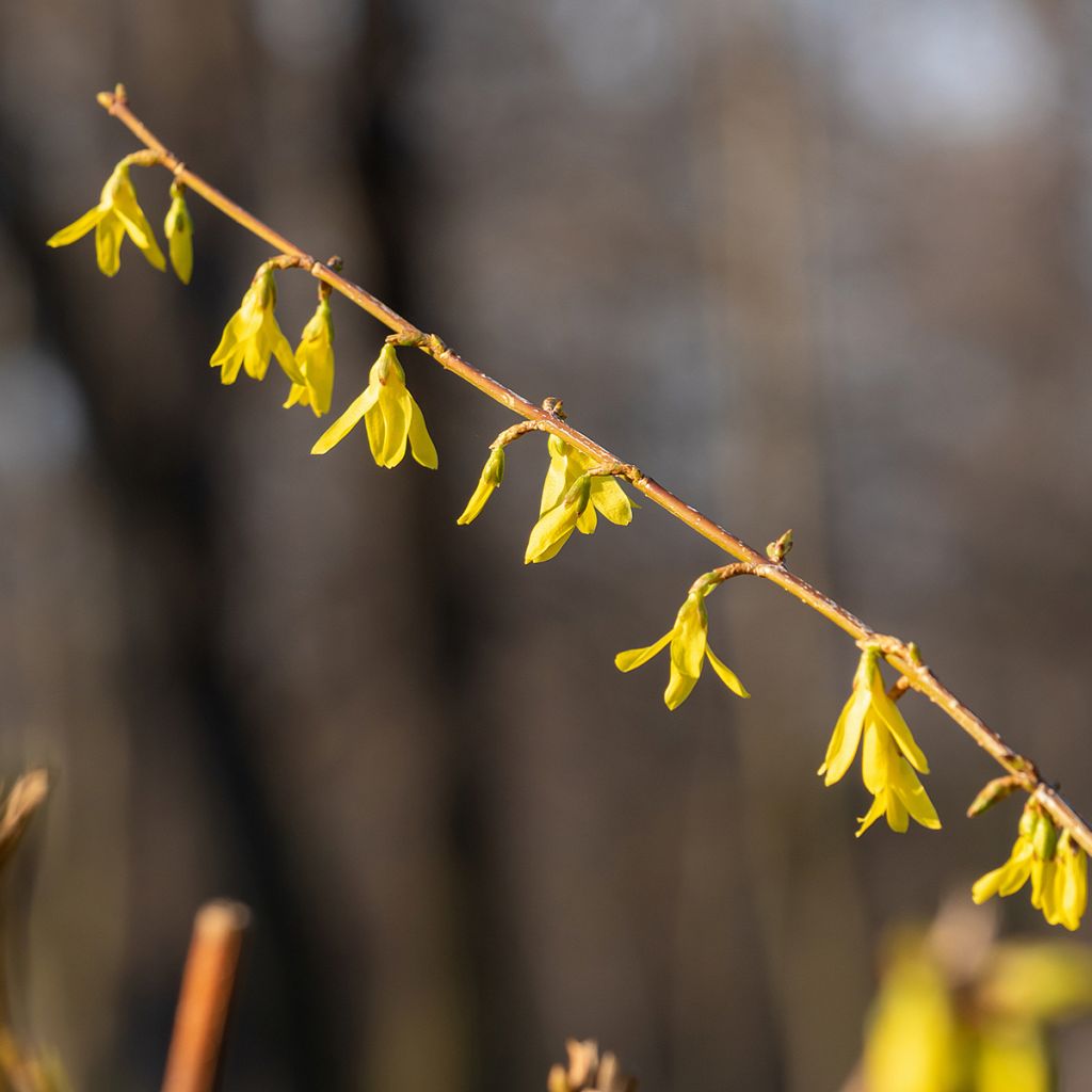 Forsythia intermedia Lynwood - Chinees klokje