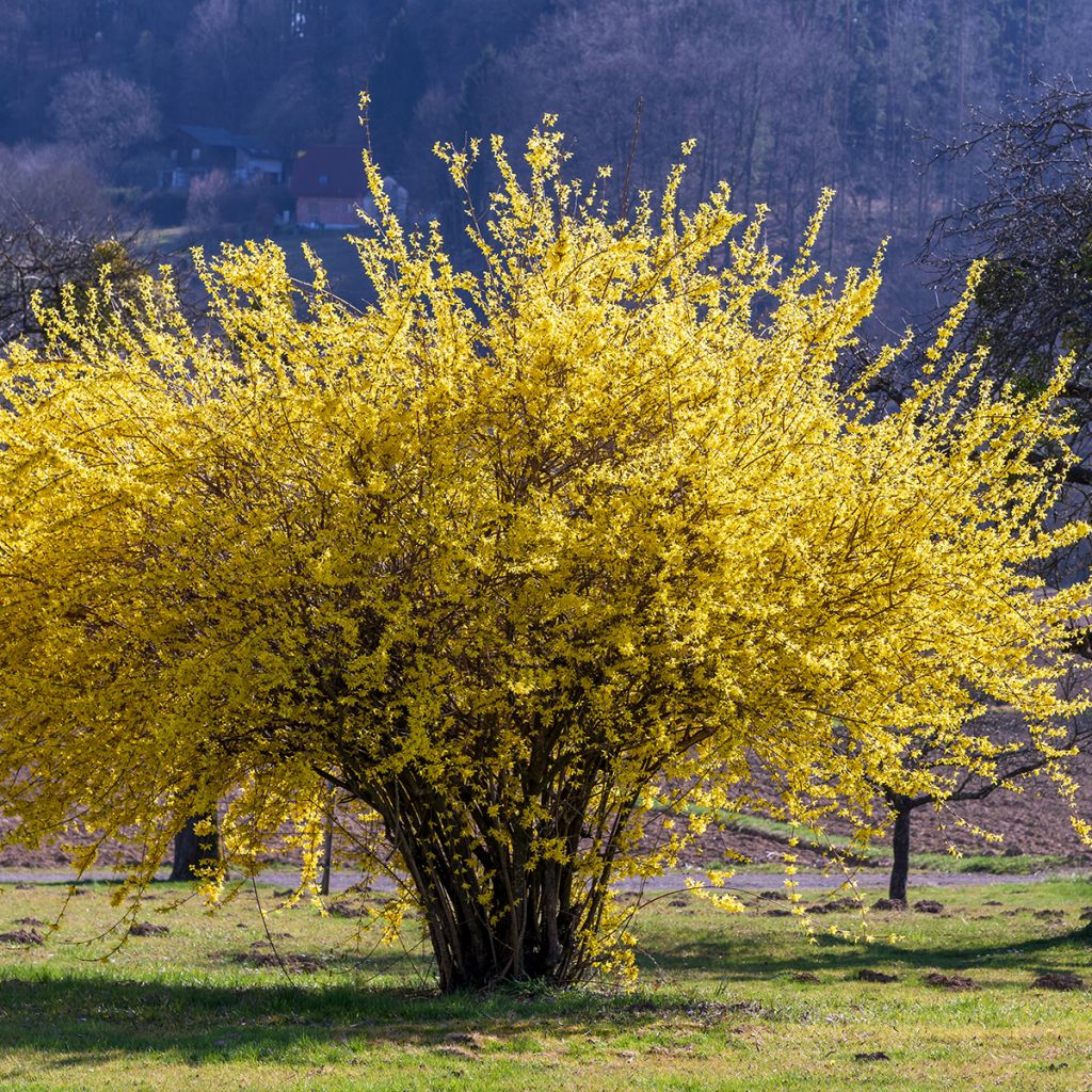 Forsythia intermedia Lynwood - Chinees klokje