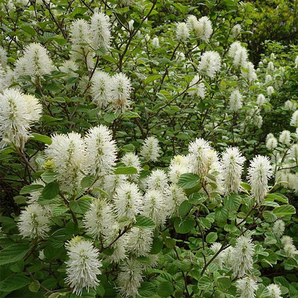 Fothergilla gardenii - Lampenpoetsersstruik